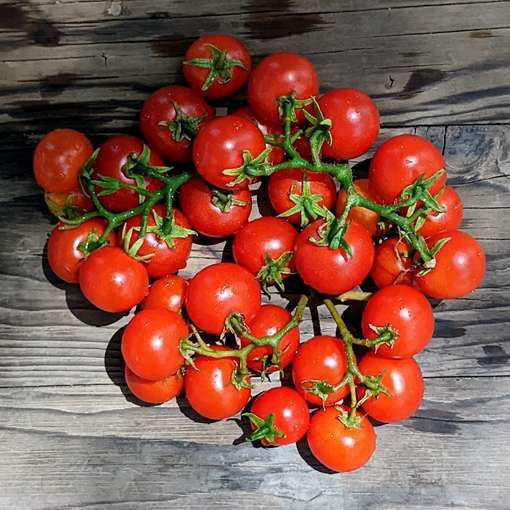 Balconi Red Micro Dwarf Tomato