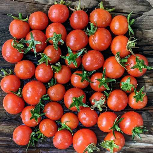 Candy Berry Micro Dwarf Tomato