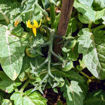 Candy Berry Micro Dwarf Tomato