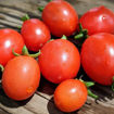 Curly Kaley Micro Dwarf Tomato