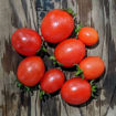 Curly Kaley Micro Dwarf Tomato