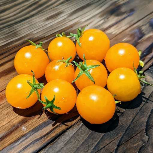 Jochalos Micro Dwarf Tomato