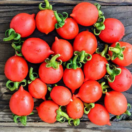 Little Heartbreaker Micro Dwarf Tomato