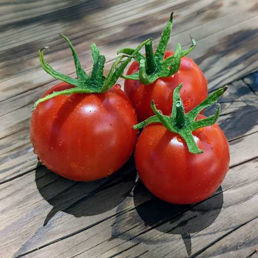 Maja Micro Dwarf Tomato