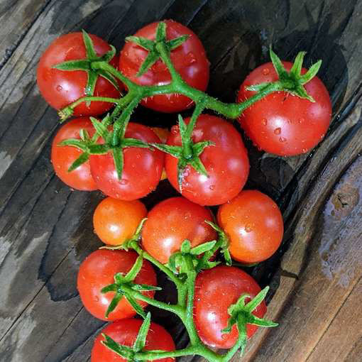 Microbel Micro Dwarf Tomato