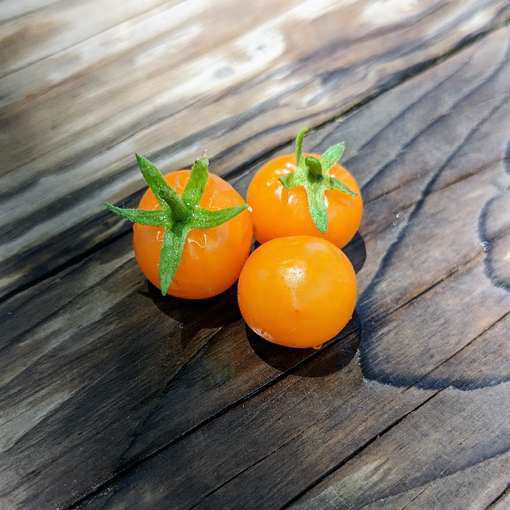 Micro Gemma Micro Dwarf Tomato