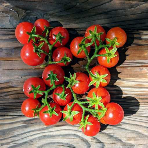 Minibel Micro Dwarf Tomato