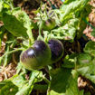 Micro Purple Micro Dwarf Tomato