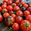 Micro Purple Micro Dwarf Tomato