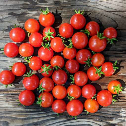 Mohamed Micro Dwarf Tomato