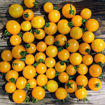 Sweet N Neat Yellow Micro Dwarf Tomato