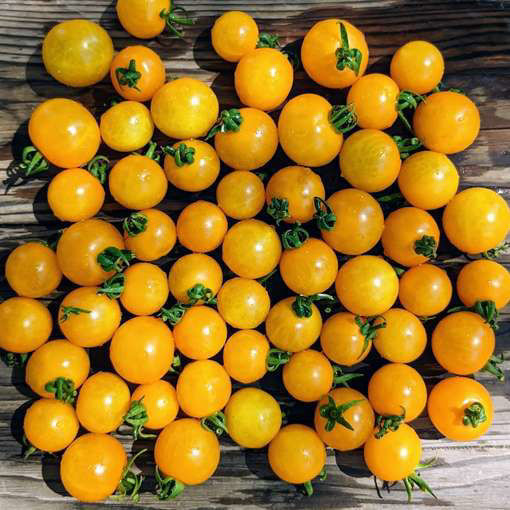 Sweet N Neat Yellow Micro Dwarf Tomato