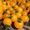 Sweet N Neat Yellow Micro Dwarf Tomato