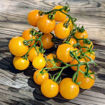 Sweet N Neat Yellow Micro Dwarf Tomato