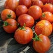 Tiny Tiger Micro Dwarf Tomato