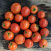 Tiny Tiger Micro Dwarf Tomato