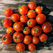 Tiny Tiger Micro Dwarf Tomato