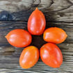 Window Dwarf Micro Dwarf Tomato