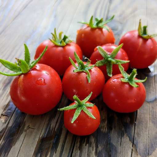 Spunky Bird Micro Dwarf Tomato