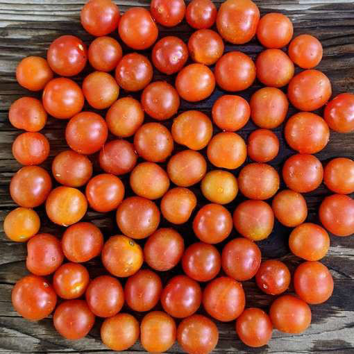 Stone Flower Micro Dwarf Tomato