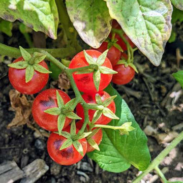 Superbunny Micro Dwarf Tomato Superbunny Micro Dwarf Tomato