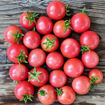 Sweet & Neat Red Micro Dwarf Tomato