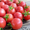 Sweet & Neat Red Micro Dwarf Tomato