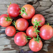 Sweet & Neat Red Micro Dwarf Tomato