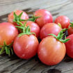 Sweet & Neat Red Micro Dwarf Tomato