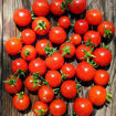 Sweet & Neat Scarlet Micro Dwarf Tomato