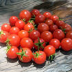 Sweet & Neat Scarlet Micro Dwarf Tomato