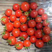 Sweet & Neat Scarlet Micro Dwarf Tomato