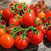 Sweet & Neat Scarlet Micro Dwarf Tomato