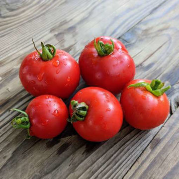 Tiny Totem Micro Dwarf Tomato Tiny Totem Micro Dwarf Tomato