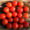 Topless Micro Dwarf Tomato