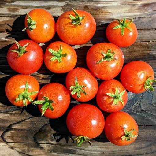 Visibly Invisibly Micro Dwarf Tomato