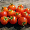 Visibly Invisibly Micro Dwarf Tomato