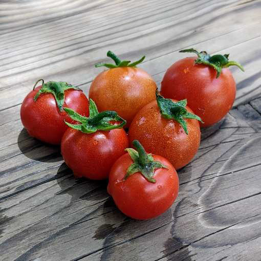 Window Box Red Micro Dwarf Tomato