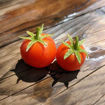 Window Box Red Micro Dwarf Tomato