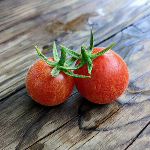 Woolly Zwerg Micro Dwarf Tomato