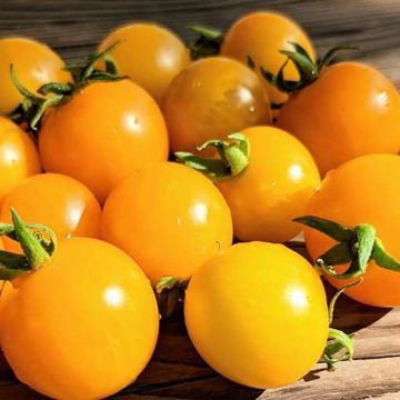 Yellow Budgie Micro Dwarf Tomato Yellow Budgie Micro Dwarf Tomato