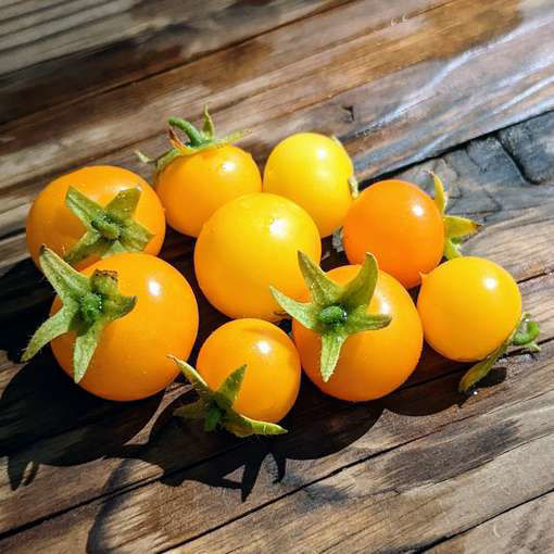 Yellow Pigmy Micro Dwarf Tomato