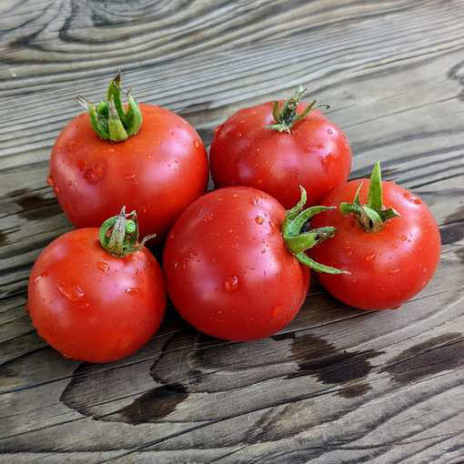 Zuckerbush Micro Dwarf Tomato