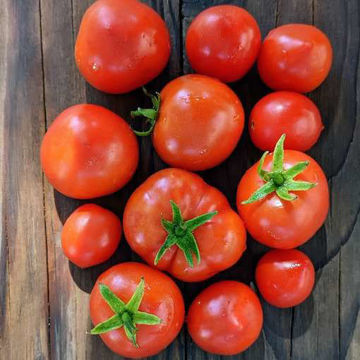 Zwergenwunder Micro Dwarf Tomato Zwergenwunder Micro Dwarf Tomato