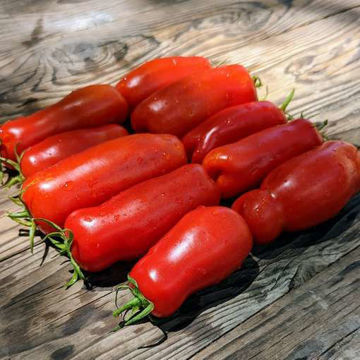 Auria Dwarf Tomato Auria Dwarf Tomato