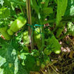 Auria Dwarf Tomato