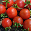 Balkonzauber Mini Dwarf Tomato