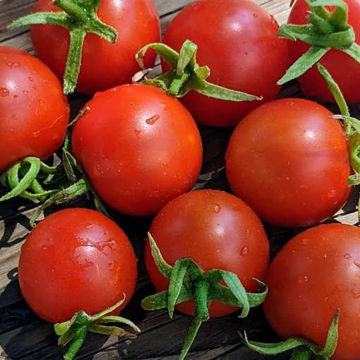 Balkonzauber Mini Dwarf Tomato Balkonzauber Mini Dwarf Tomato