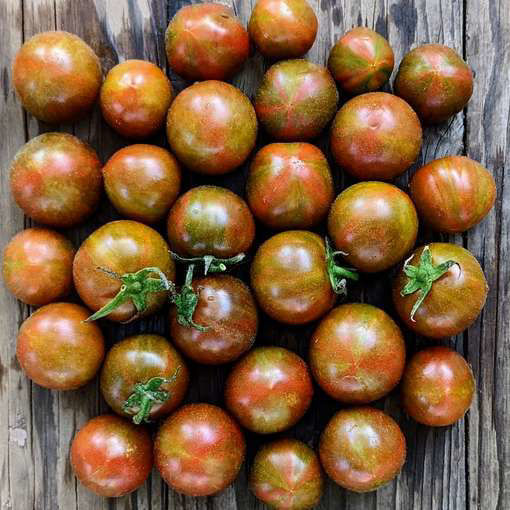 Dark Stripe Multi Flora Mini Dwarf Tomato