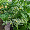 Dark Stripe Multi Flora Mini Dwarf Tomato